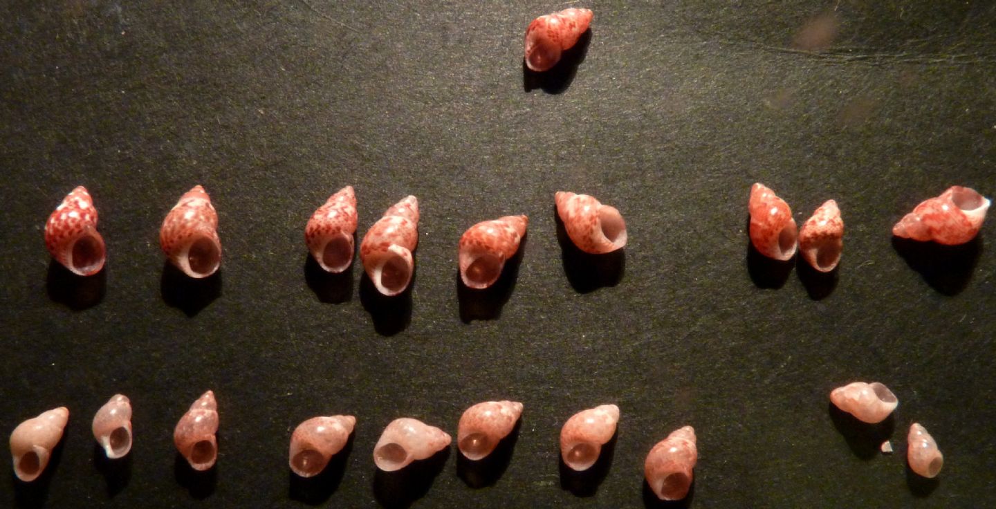 Phasianellidae Tricolie meravigliose.